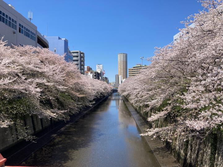 目黒川まで徒歩約1分、春にはきれいな桜をご覧いただけます。