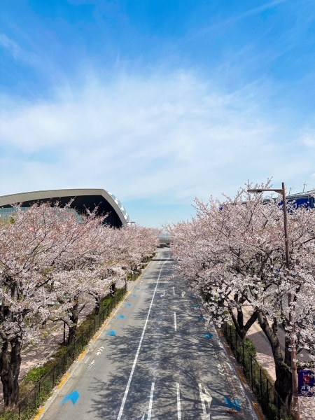 周辺のスタジアム通りの両脇には約300本の桜並木が続いております。