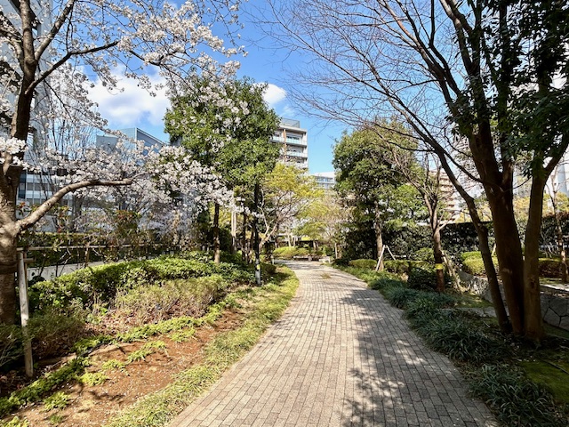 敷地内フォレストプロムナードの桜