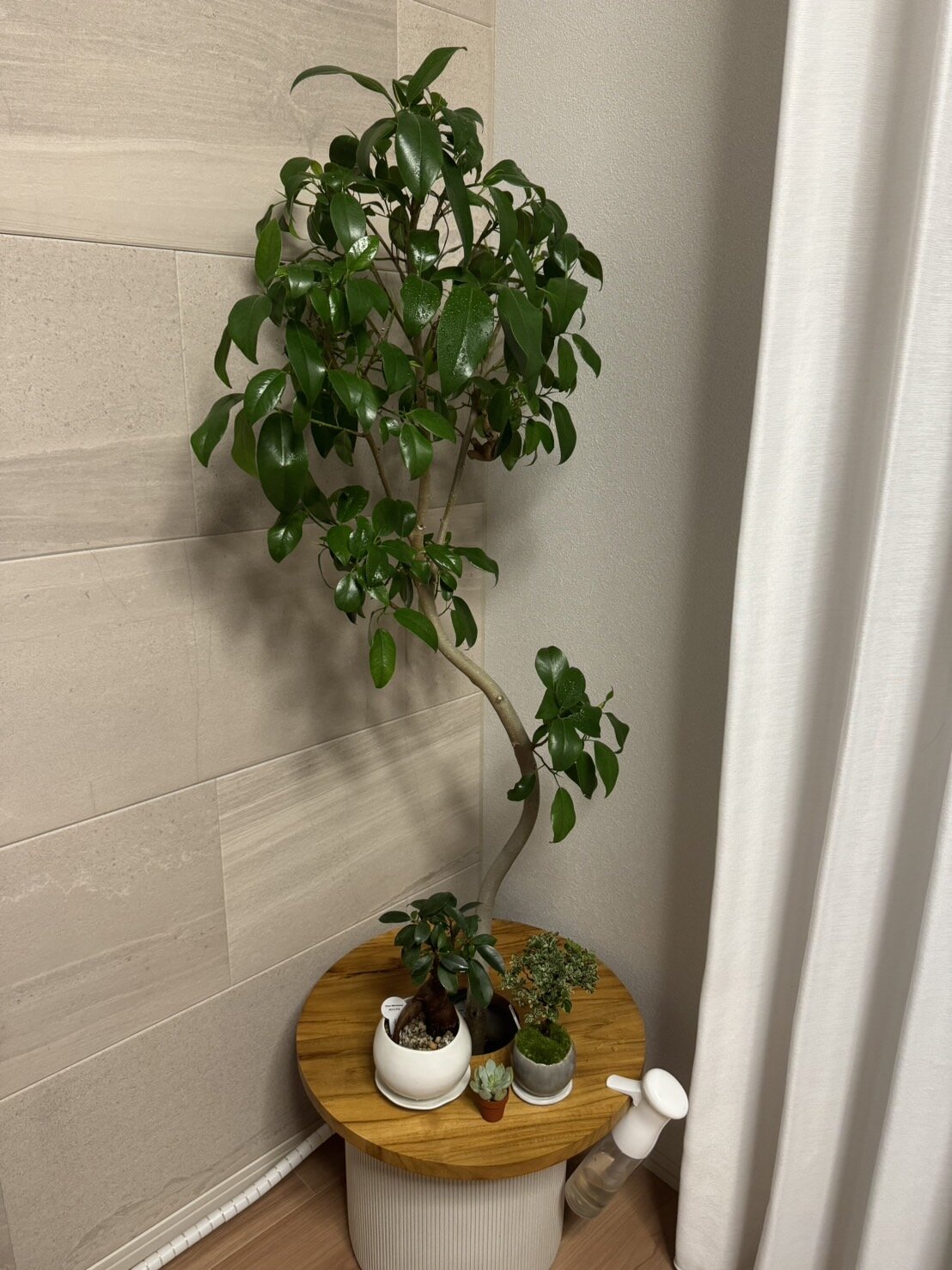 観葉植物.jpg