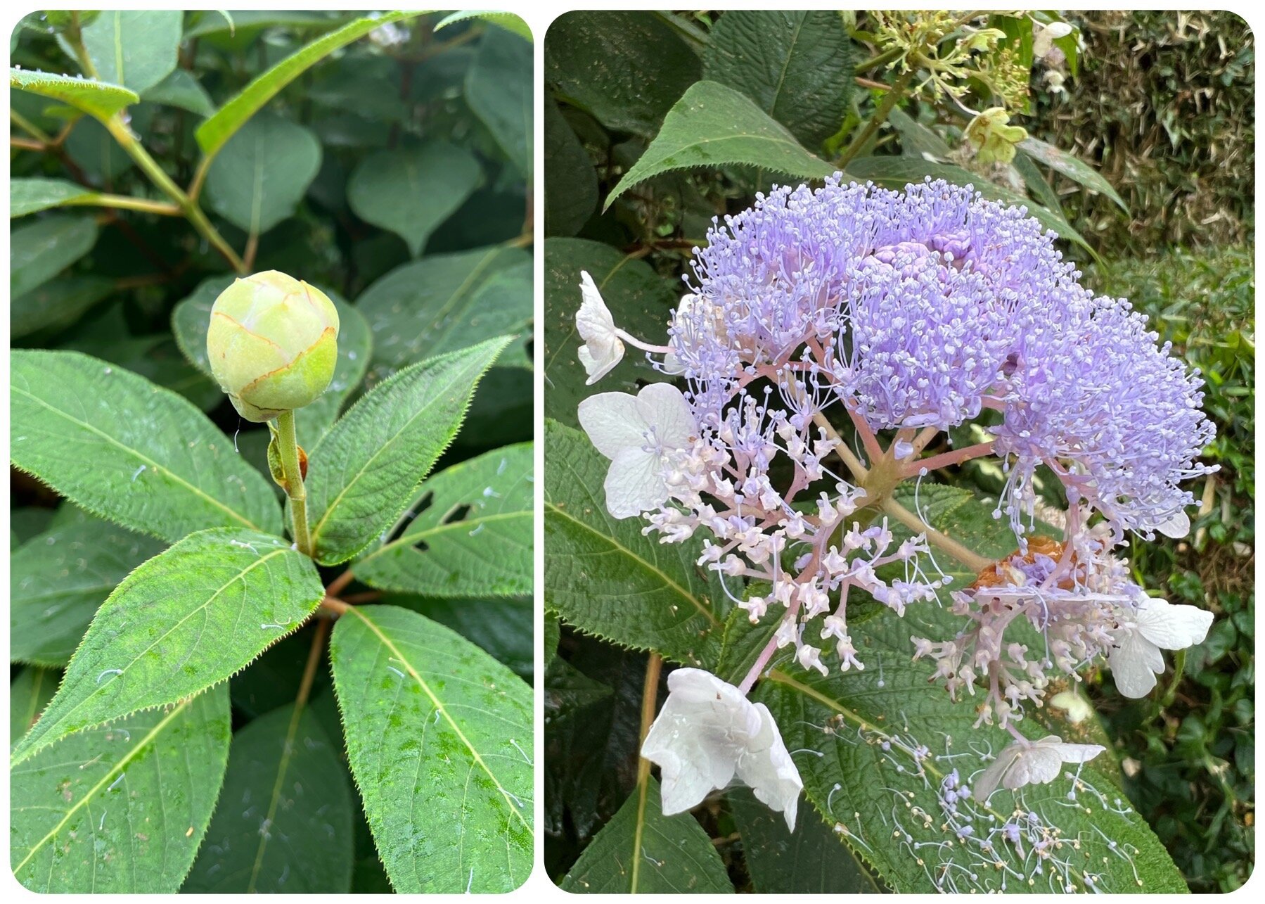 紫陽花(9月下旬か10月初めまでかな？）.jpg