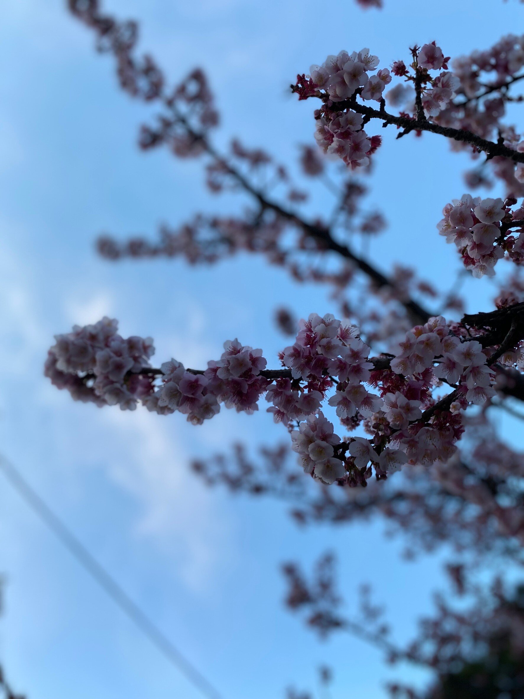 早咲きの桜（2月中で大丈夫です）.jpg