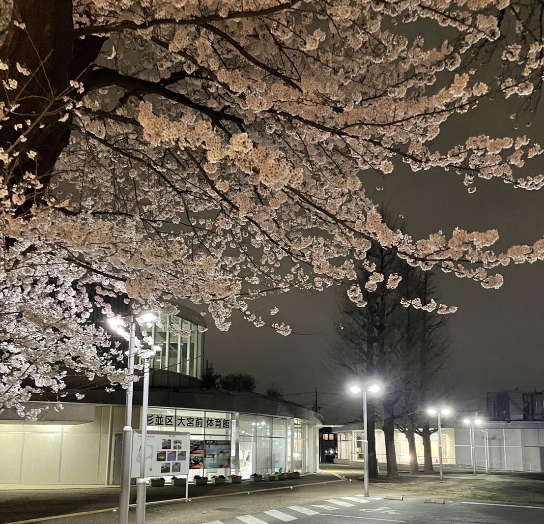 夜桜.jpg