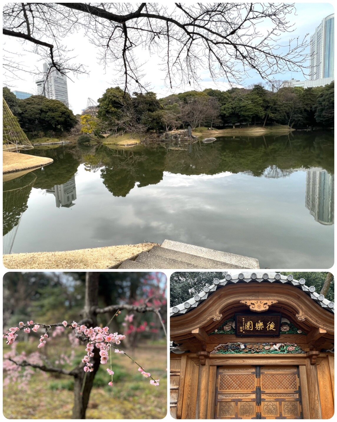 小石川後楽園(梅の写真あり）.jpg